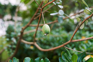 Feijoa grows on a leafless tree branch in the garden