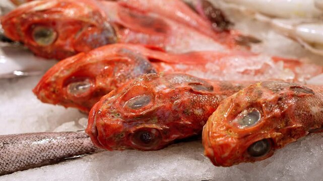 Fresh redfish on ice, ready to be sold at the fish market