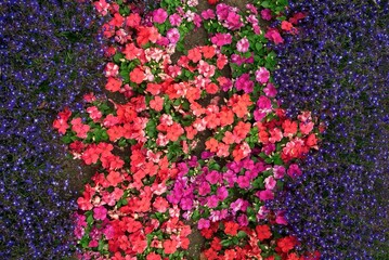 Looking down on petunia flower bed