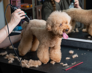 A groomer uses an electric razor to trim a poodle's hair. 