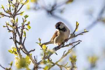 sparrow on a tree
