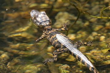 Sweet Baby Alligator Missing his Little Tiny Foot Everglades Florida