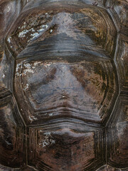 close up view of the shell texture of the Seychelles turtle (Aldabrachelys gigantea), Aldabra giant tortoise shell background