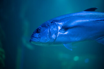 Naklejka premium Caranx underwater in an aquarium. Caranx close-up. 