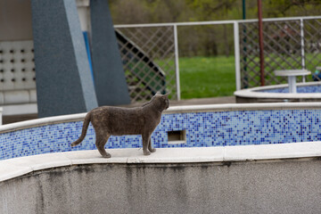 The tricky cat is hunting along the edge of an empty tiled pool