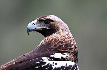 el  impresionante aguila imperial iberica en españa