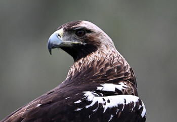 el  impresionante aguila imperial iberica en españa