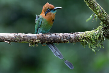 Motmot in the wind