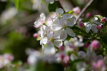 Obraz premium apple tree blossom in spring