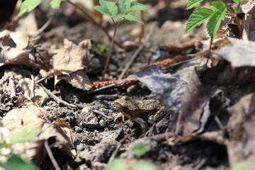 Small European Common Frog (Rana Temporaria) Sitting On Bare Earth Among Dry Leaves And Emerging Green Plants On A Sunny Spring Day. Wildlife Close Up.