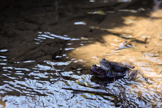 Pair Of European Common Frogs (Rana Temporaria) In Amplexus During Spring Breeding Season In Shallow Pond Water With Ripples And Sunlight Reflections.
