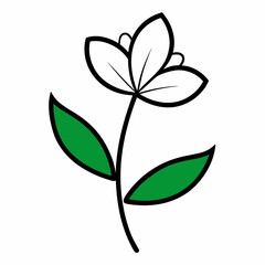 Hypericum flower with leaf line art isolated on white background