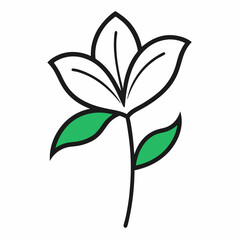 Monsoon lily flower line art vector with leaf isolated on white background