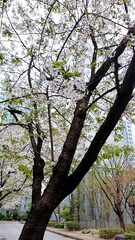 Trees and cherry blossoms