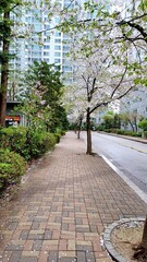 Trees and cherry blossoms