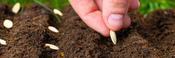 Hands planting vegetable seeds in rich garden soil for growth.