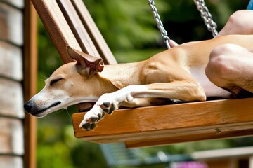 Greyhound Relaxing on Porch Swing with Owner, Enjoying Peaceful Afternoon