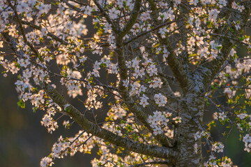 White Blossom Branches blooming in the evening light