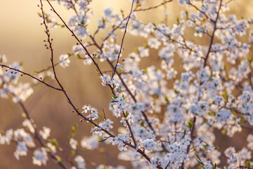 White Blossom Branches blooming in the evening light