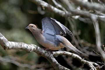 Obraz premium Mourning Dove Wings Spread