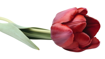 A single red tulip bending forward with soft petals, graceful shape, white background