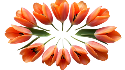 Abstract tulip layout with petals arranged like sun rays, artistic display, isolated on white background
