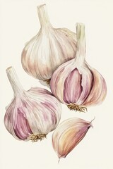 Obraz premium Watercolor Garlic Bulbs and Clove Botanical Painting Food Ingredient