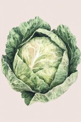 Obraz premium Watercolor painting of a fresh green cabbage on pastel background