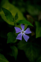 Solitary Periwinkle Bloom in Shadowed Greenery