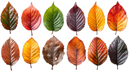 Fototapeta premium Autumn leaves collection isolated on white background