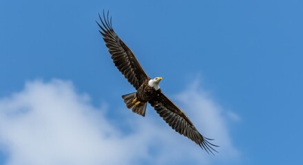 Obraz premium An Eagle soaring high in a bright blue sky,wing fully spread
