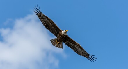 Obraz premium An Eagle soaring high in a bright blue sky,wing fully spread