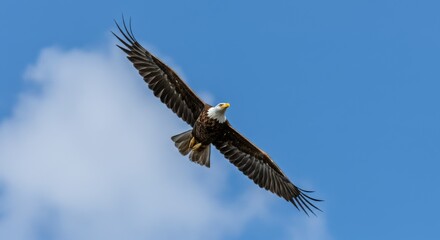 Obraz premium An Eagle soaring high in a bright blue sky,wing fully spread