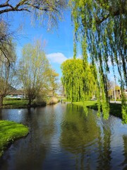 Canal with a gorgeous bright green weeping willow over hanging the canal banks. Vibrant woodland landscape in Spring in a public park.