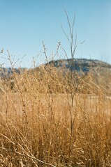 Obraz premium mountain grass