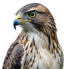 hawk PNG, transparent background