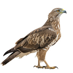 Obraz premium honey buzzard PNG, transparent background