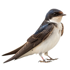 Fototapeta premium house martin PNG, transparent background