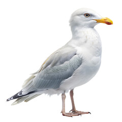 Obraz premium iceland gull PNG, transparent background