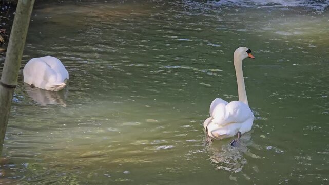 A graceful white swan swims on the water of a pond on a sunny day