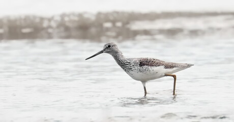 Common greenshank (Tringa nebularia) on sea beach, birds of Montenegro	