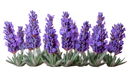 Obraz premium Bunch of lavender flowers in bloom, HD and detailed, isolated on white background
