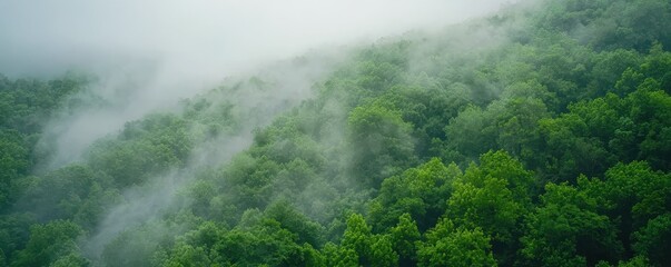 Lush green forest shrouded in mist, creating a serene and tranquil atmosphere.