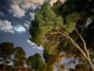 Night shot of a group of pine trees with a large pine tree on the right. The night sky with clouds...
