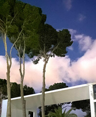Night shot of three pine trees. Behind them is a fragment of the white roof of a building of...