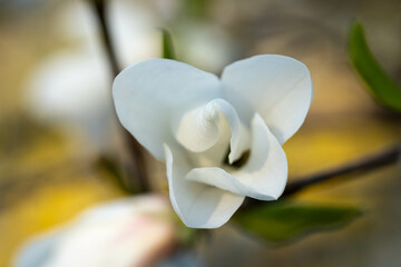 White magnolia flower close up