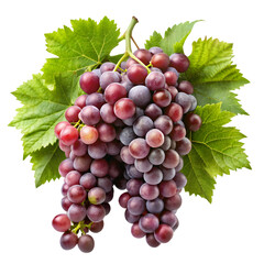 Fototapeta premium bunch of grapes