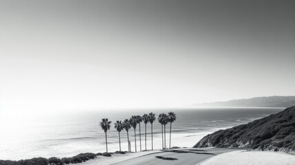  Palm trees by coastal highway overlooking the ocean