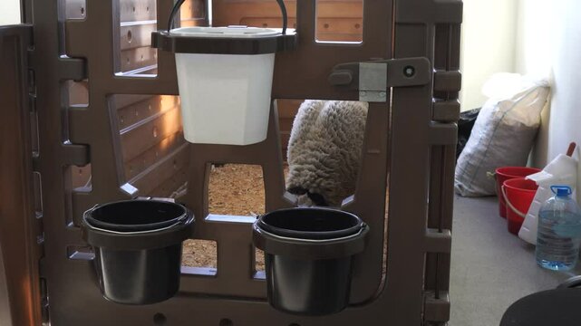 The white Domestic sheep is a ruminant artiodactyl animal from the genus of sheep being examined by a veterinarian