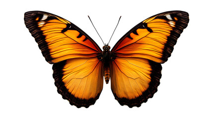 Obraz premium butterfly with open wings isolated on white background, high-definition, realistic look